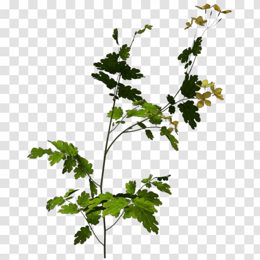 Twig Grapevine Recycling Green Waste Leaf - Celandine Transparent PNG