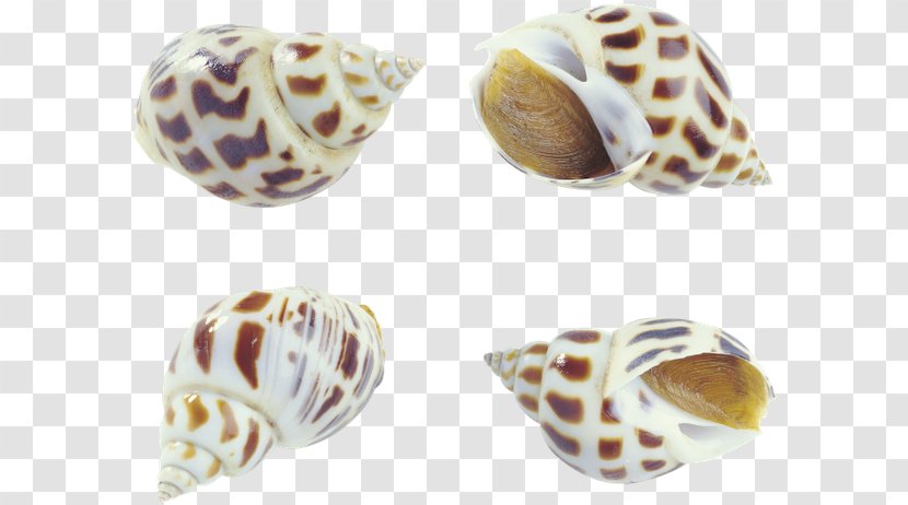 Cockle Sea Snail Seashell Oyster Conch - Molluscs Transparent PNG