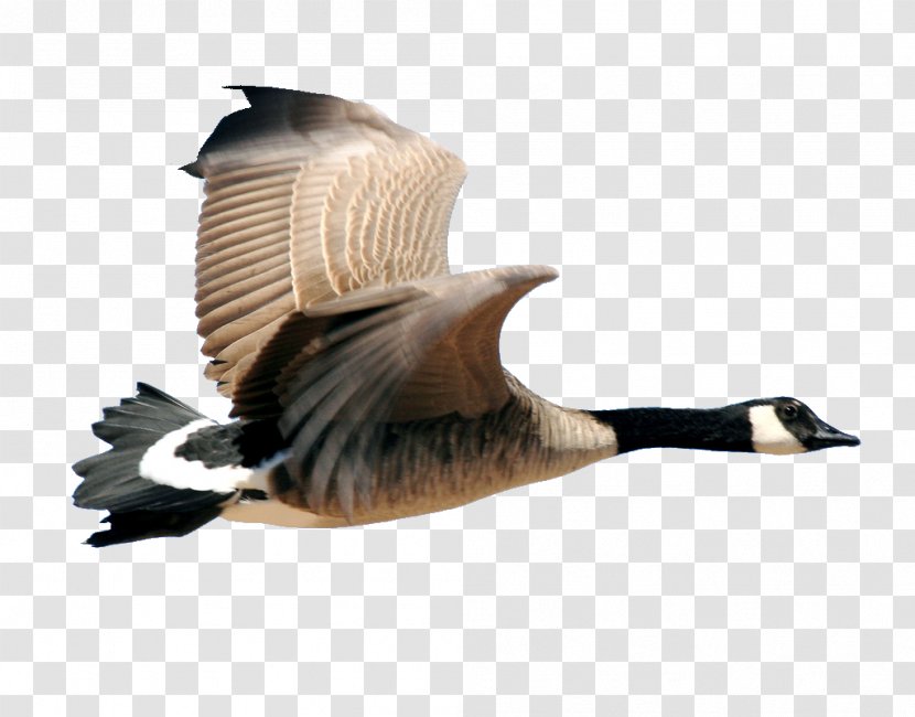 Canada Goose Bird Duck - Ducks Geese And Swans Transparent PNG