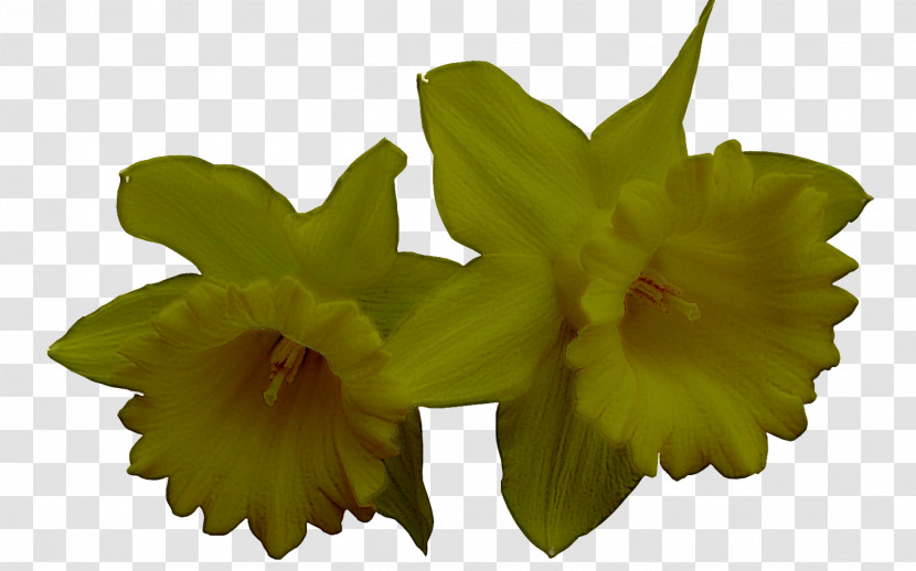 Flower Plant Yellow Petal Cattleya Transparent PNG
