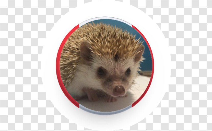 Domesticated Hedgehog Porcupine Fauna Domestication Transparent PNG