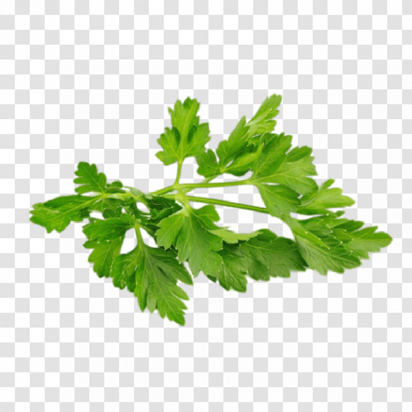 Parsley Transparent PNG