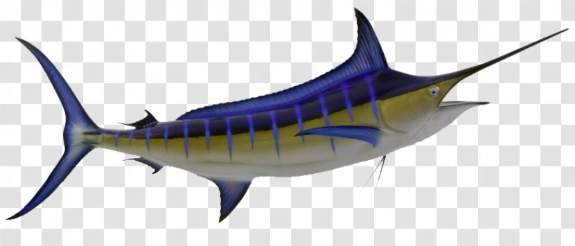 Swordfish Atlantic Blue Marlin Tuna Fishing Sailfish Transparent PNG