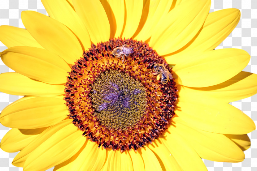 Nectar Honey Bee Yellow Bees Close-up Transparent PNG