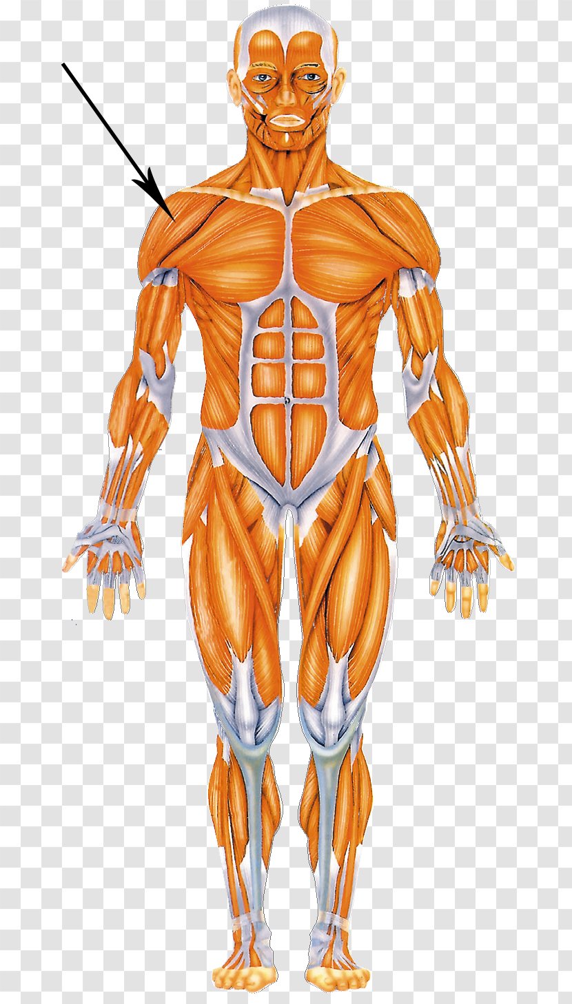 Human Body Muscular System Muscle Anatomy Homo Sapiens - Heart - Frame Transparent PNG