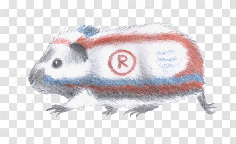 Gerbil Rat Dormouse Rodent - Murids - Guinea Pig Transparent PNG