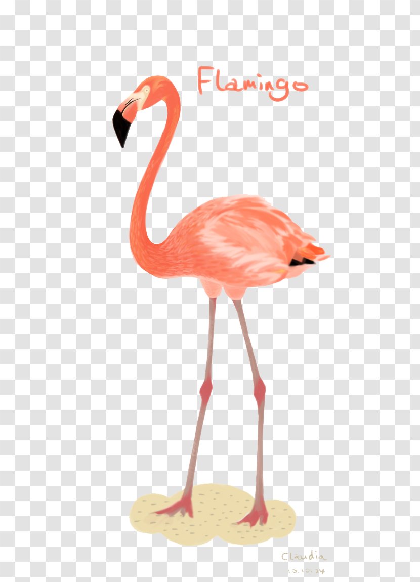Flamingos Bird Illustration - Photography Transparent PNG