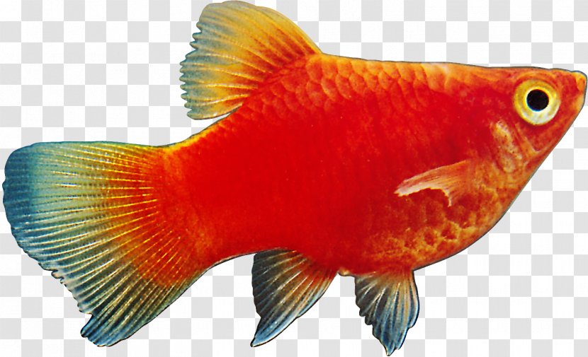 Ornamental Fish Megabyte - Goldfish Transparent PNG