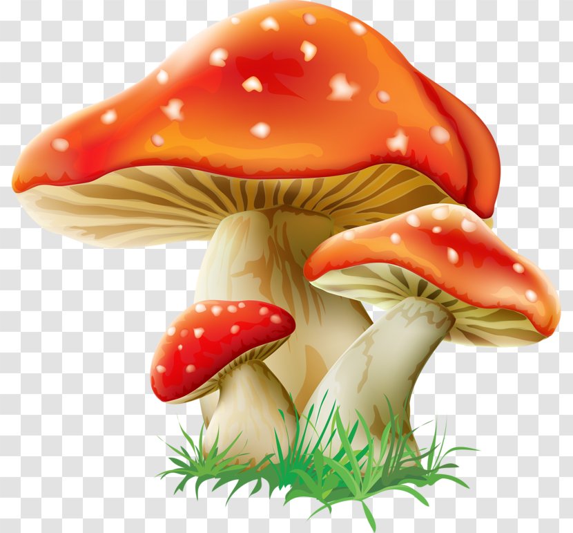 Mushroom Fungus Amanita Muscaria Clip Art Transparent PNG