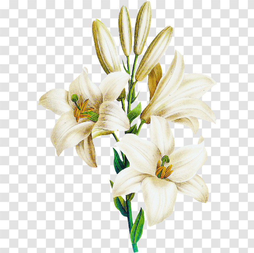 Plant Stem Cut Flowers Daylilies Petal Flower Transparent PNG