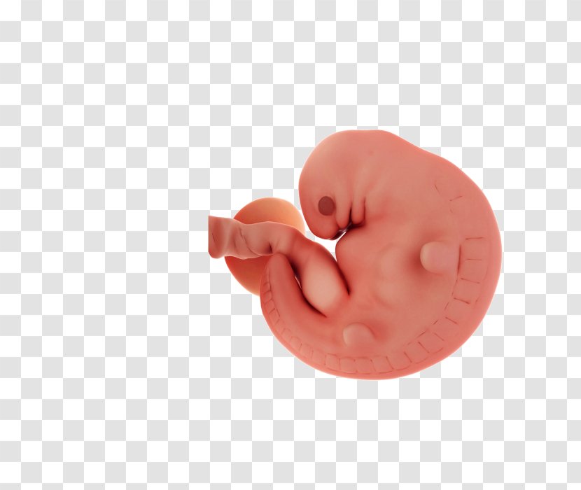Embryo Pregnancy Uterus Clip Art - Watercolor Transparent PNG