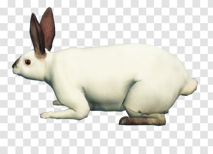 Domestic Rabbit Hare Dog Snout Canidae Transparent PNG
