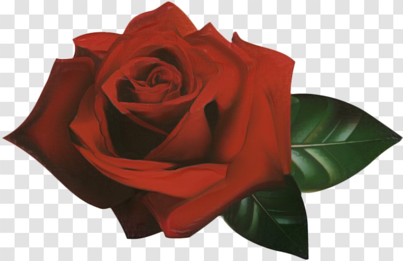 Garden Roses Cut Flowers Petal - Hybrid Tea Rose - Redm Transparent PNG
