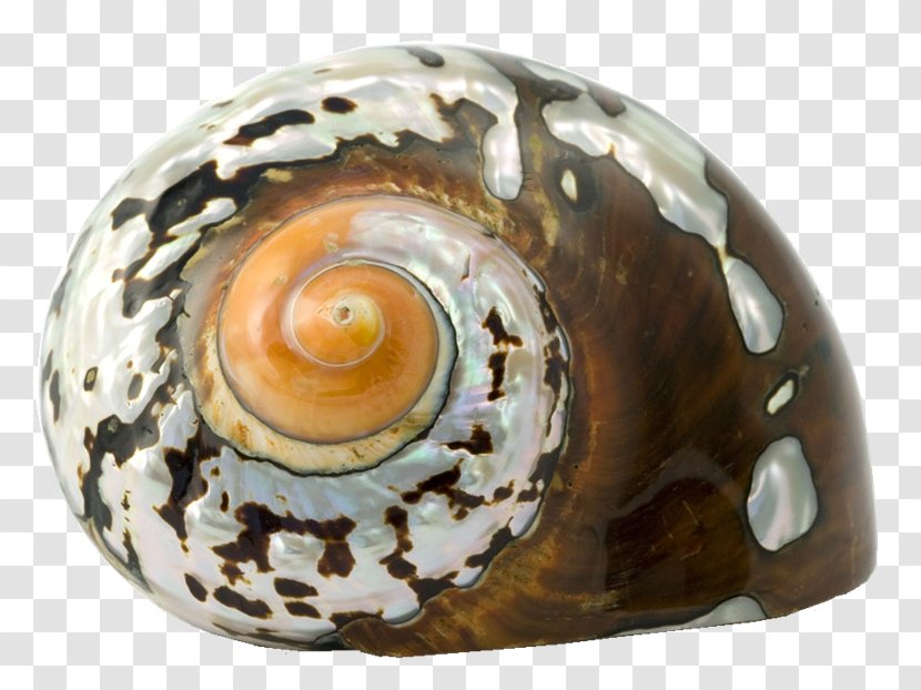 Cockle Seashell Sea Snail Epitonium Scalare - Mar Transparent PNG