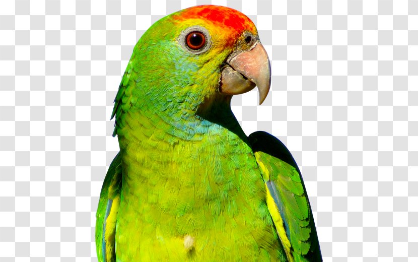 Parrot Budgerigar Bird - Lovebird Transparent PNG