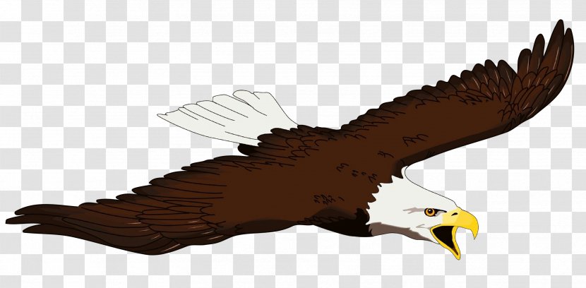 Bald Eagle Bird Beak Clip Art - Feather Law - Of Prey Transparent PNG