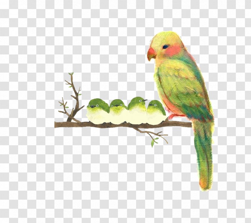 Japan Watercolor Painting Drawing - Parakeet - Parrot Bird Transparent PNG