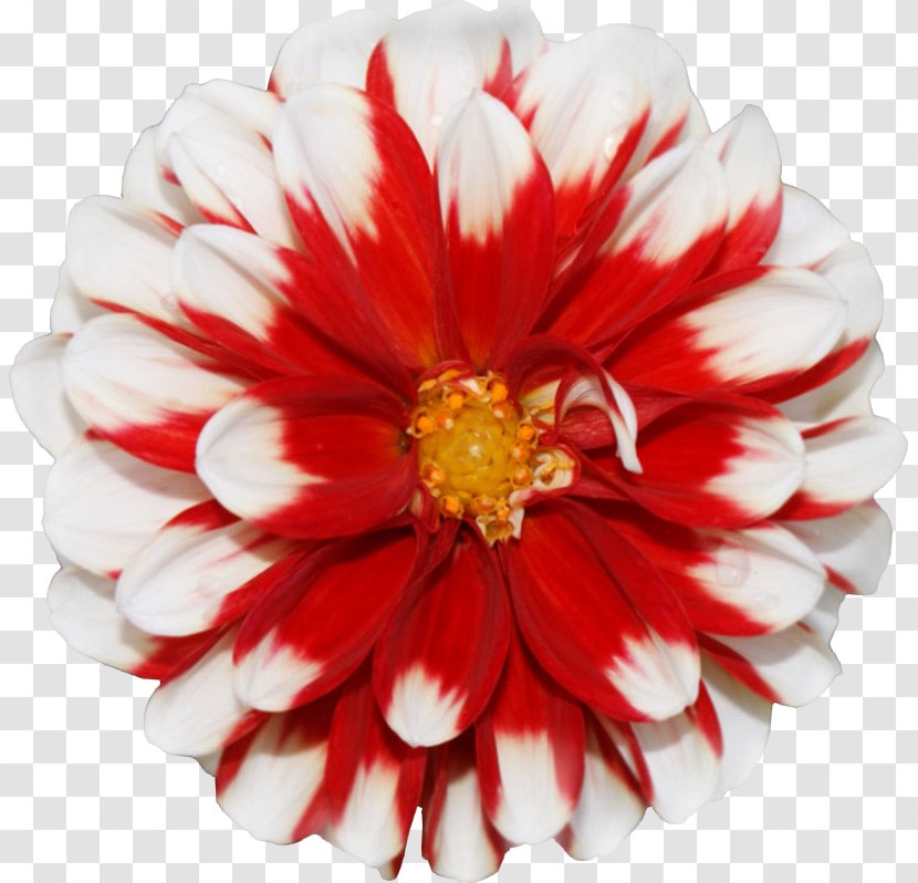 Flower Stock Photography Amazon.com Learn Spritekit - Digital Image Transparent PNG