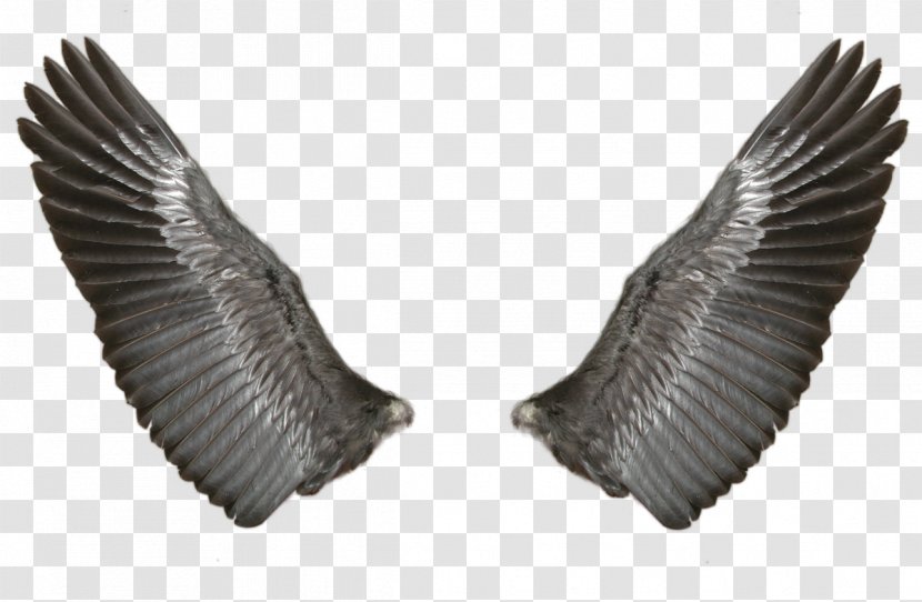Wing Butterfly - Google - Eagle Wings Transparent PNG