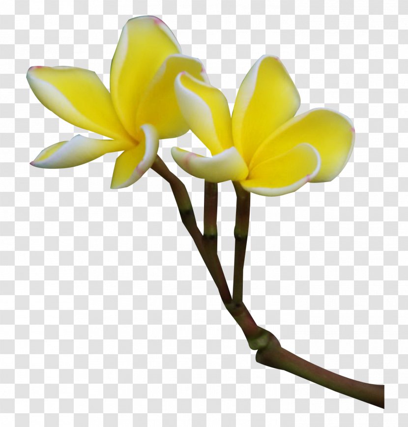 Frangipani Flower Plant Clip Art - Seed Transparent PNG