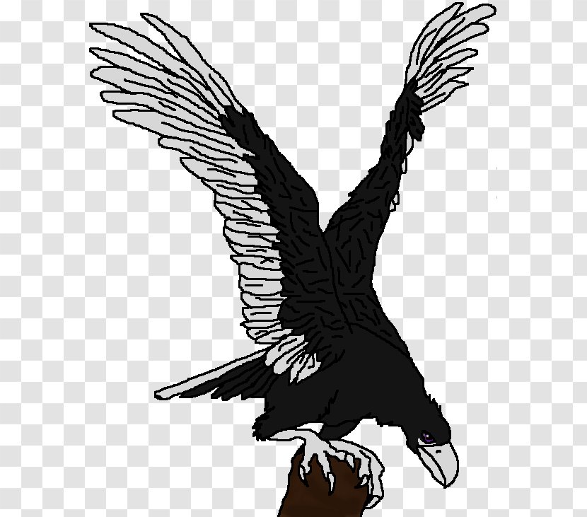 Bald Eagle Condor Hawk Beak Transparent PNG