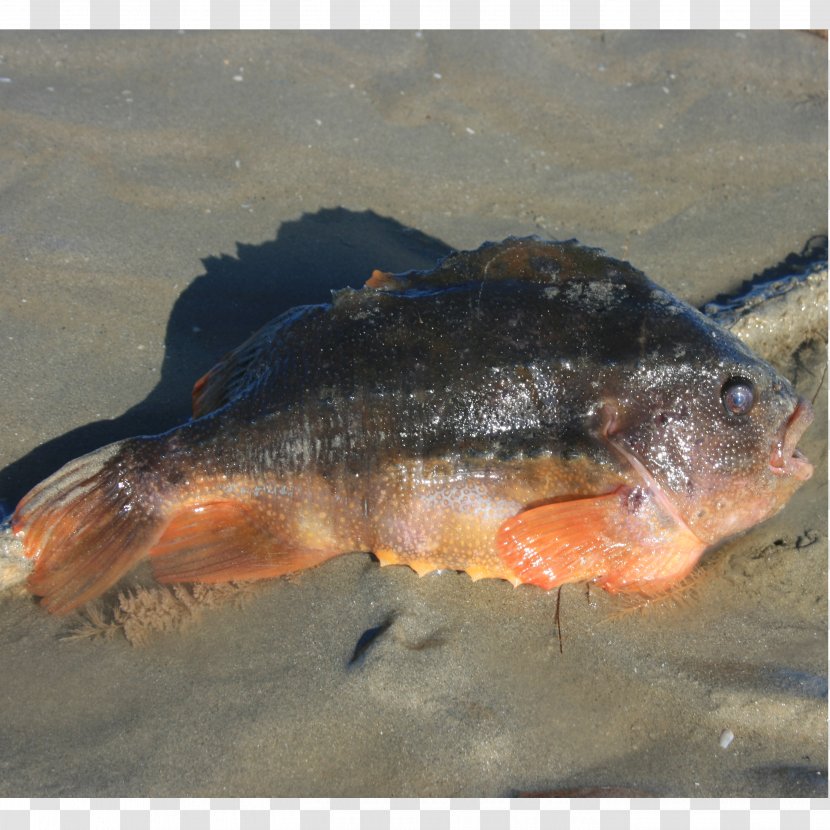 Cyclopterus Lumpus Fish Common Seasnail Seafood Salmon Transparent PNG