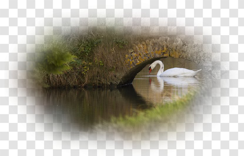 Beak Water Bird Close-up - Fauna Transparent PNG