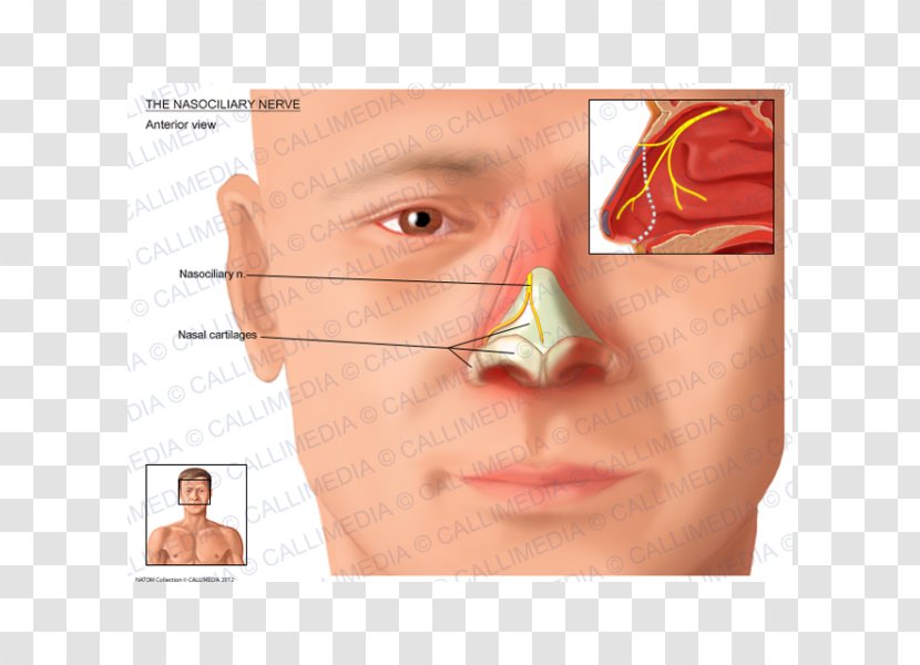 Nose Nasociliary Nerve Ophthalmic Anterior Ethmoidal - Lip Transparent PNG