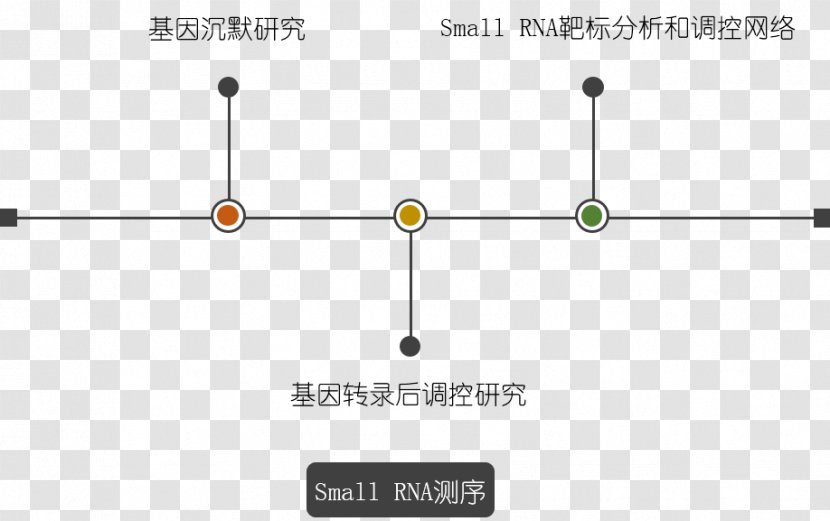 上海其明信息技术有限公司 Biology MicroRNA Transcription - Gene - Microrna Transparent PNG