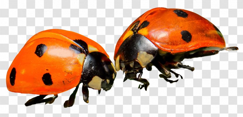 Ladybird Insect - Ladybug Transparent PNG