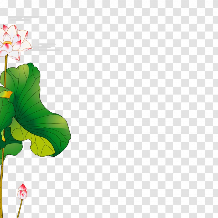 Nelumbo Nucifera Heye - Designer - Lotus Flower Transparent PNG