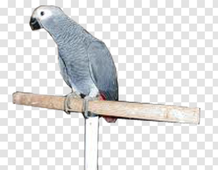 Grey Parrot Budgerigar Bird Parakeet - Beak Transparent PNG