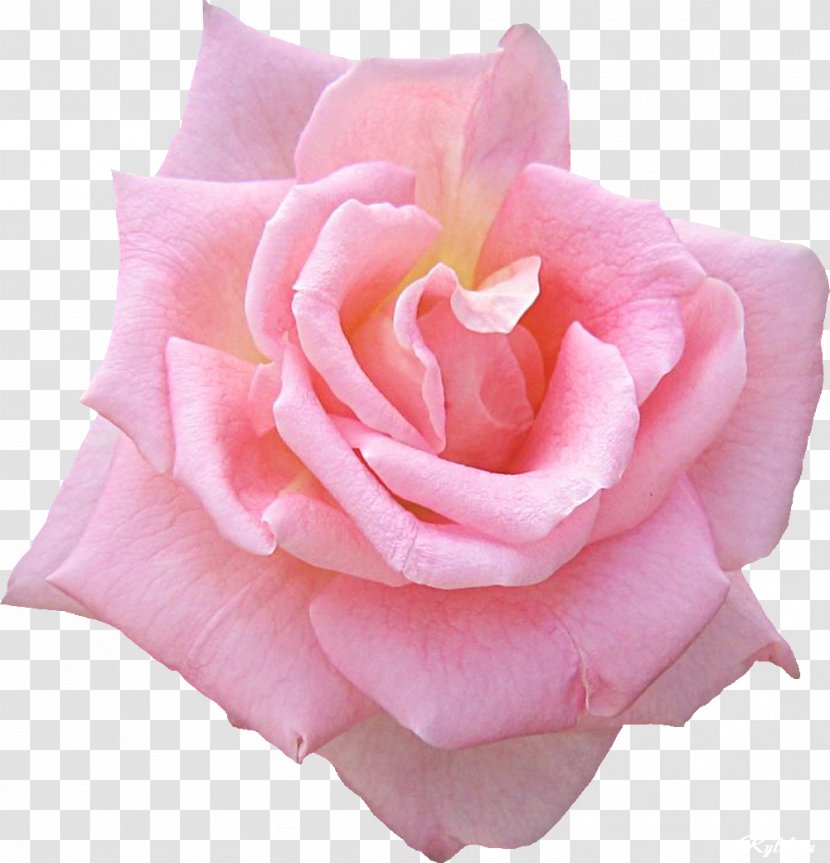 Garden Roses Picture Frames Widescreen Clip Art - Plant - Rose Pink Transparent PNG