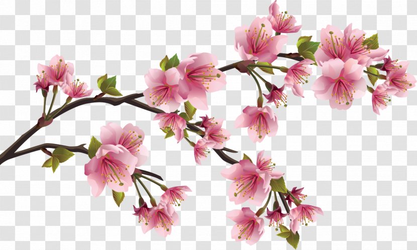 Cherry Blossom Flower Petal - Ppt - Japanese Transparent PNG