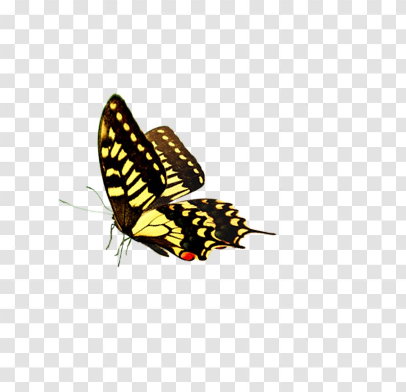 Fly Butterfly Car - Butterflies And Moths Transparent PNG