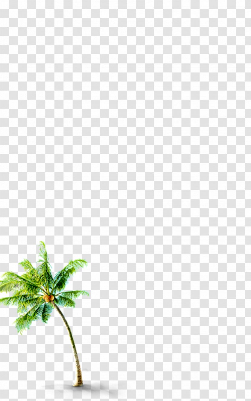 Green Leaf USB Pattern - Personal Computer - Coconut Tree Transparent PNG