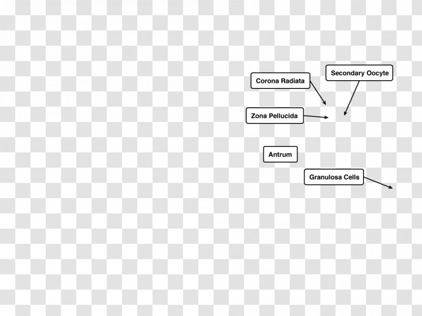 Document Line Angle Brand - Diagram Transparent PNG