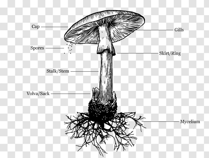 Amanita Muscaria Death Cap Drawing Mushroom - Art Transparent PNG