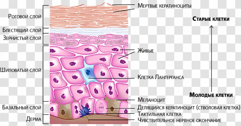 Human Skin Melanocyte Epidermis Nerve Integumentary System - Flower - Cartoon Transparent PNG