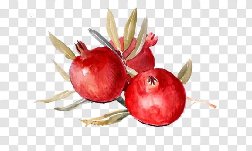 Pomegranate Paper Watercolor Painting Food Kitchen - Red Transparent PNG