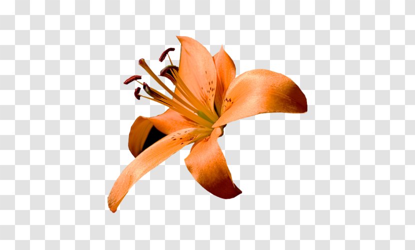Close-up Lily M - Plant - Ancient Woman Who Scatters Flowers Transparent PNG