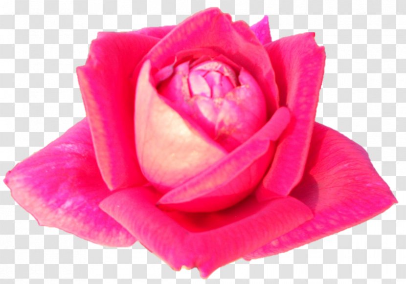 Garden Roses Cabbage Rose Floribunda Cut Flowers Petal - Pink - Darshan Transparent PNG