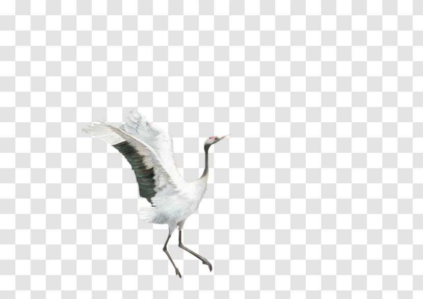 Siberian Crane Goose Feather - Water Bird - White Transparent PNG