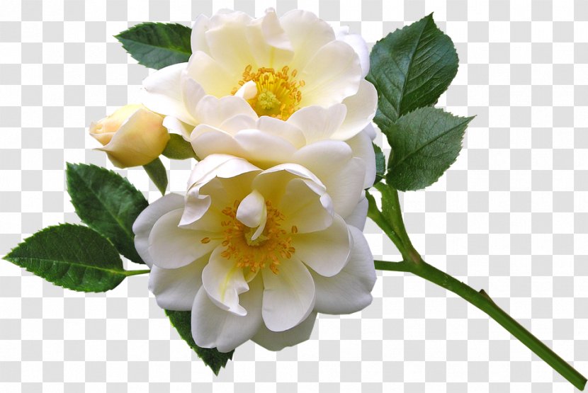 Floribunda Burnet Rose Cabbage Evergreen Memorial - Family - Flower Transparent PNG