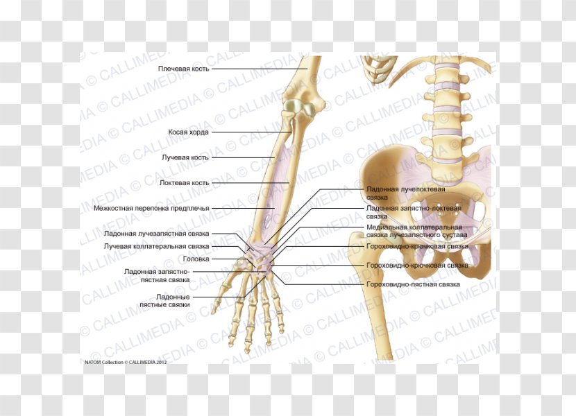 Ligament Forearm Elbow Hand Anatomy - Flower - Blitum Capitatum Transparent PNG