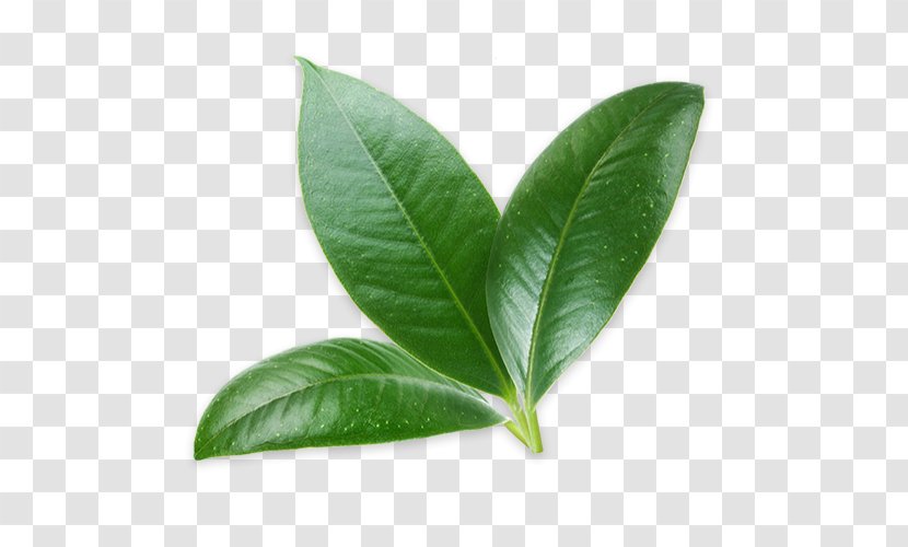 Leaf Persian Lime Kaffir Citrus × Sinensis Transparent PNG