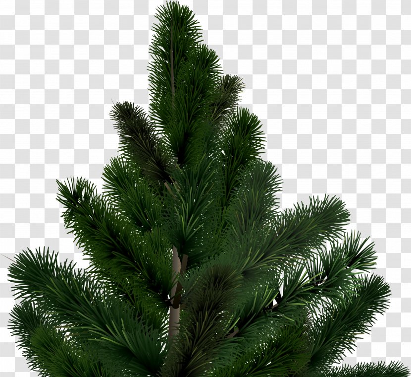 Pine Christmas Tree Conifer Cone - Fir-tree Image Transparent PNG