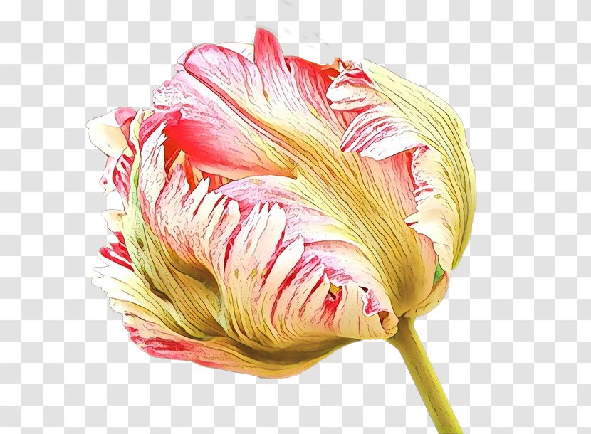 Pink Flower Cartoon - Feather - Protea Family Transparent PNG