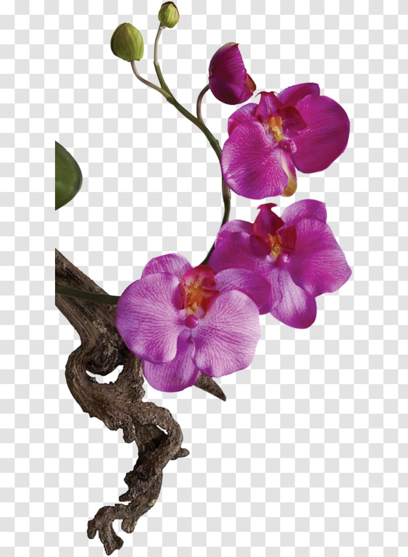 Cut Flowers Moth Orchids Matsuflora Polyscias Fruticosa - Magenta - Flora Transparent PNG