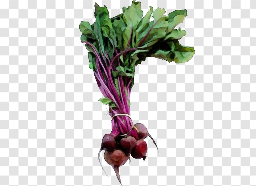 Beet Beetroot Greens Radish Vegetable - Food Flower Transparent PNG